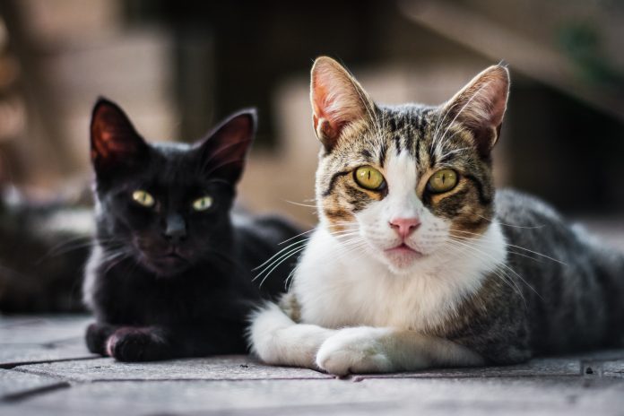 Horizontal shot of two sitting cats on a blurred background