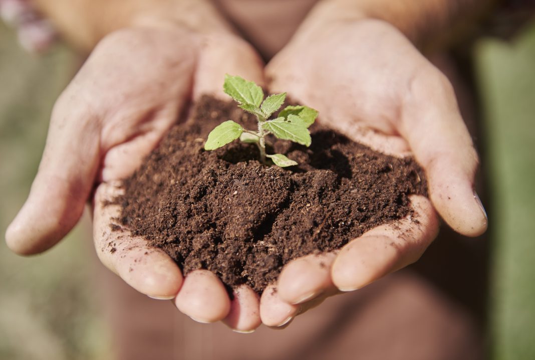 close-up-hands-holding-sprout-with-dirt