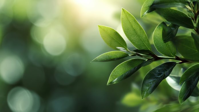 vibrant-green-leaves-with-sunlight-bokeh