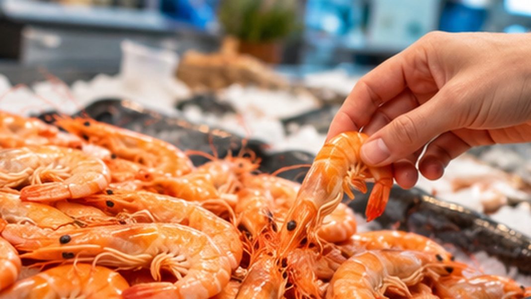 rappel-crevettes-cuites-9262800108-octobre-2026 Crevettes cuites dans un rayon poissonnerie, photographie générique ne représentant pas le lot rappelé.